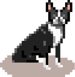 A pixel art image of my dog howard - he's a black and white Boston Terrier